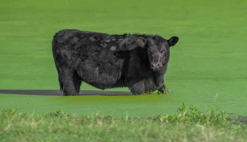 Cow in a pond full of duckweed