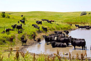 cows-in-pond