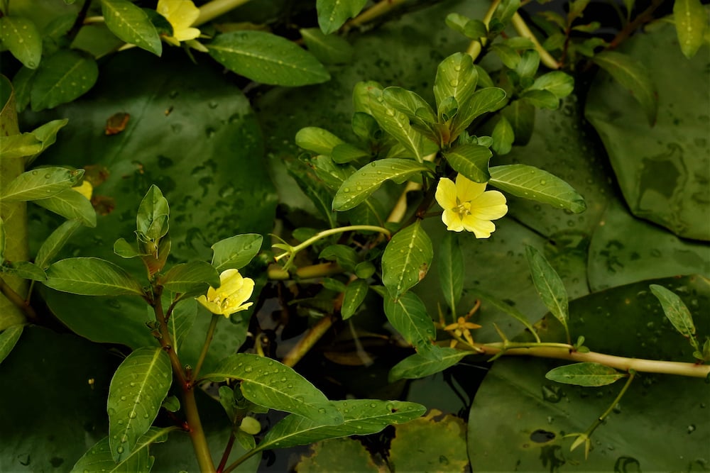 creeping-water-primrose