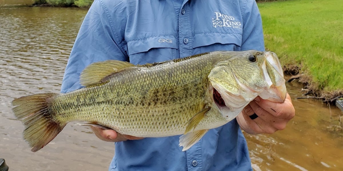 fat feed trained largemouth bass