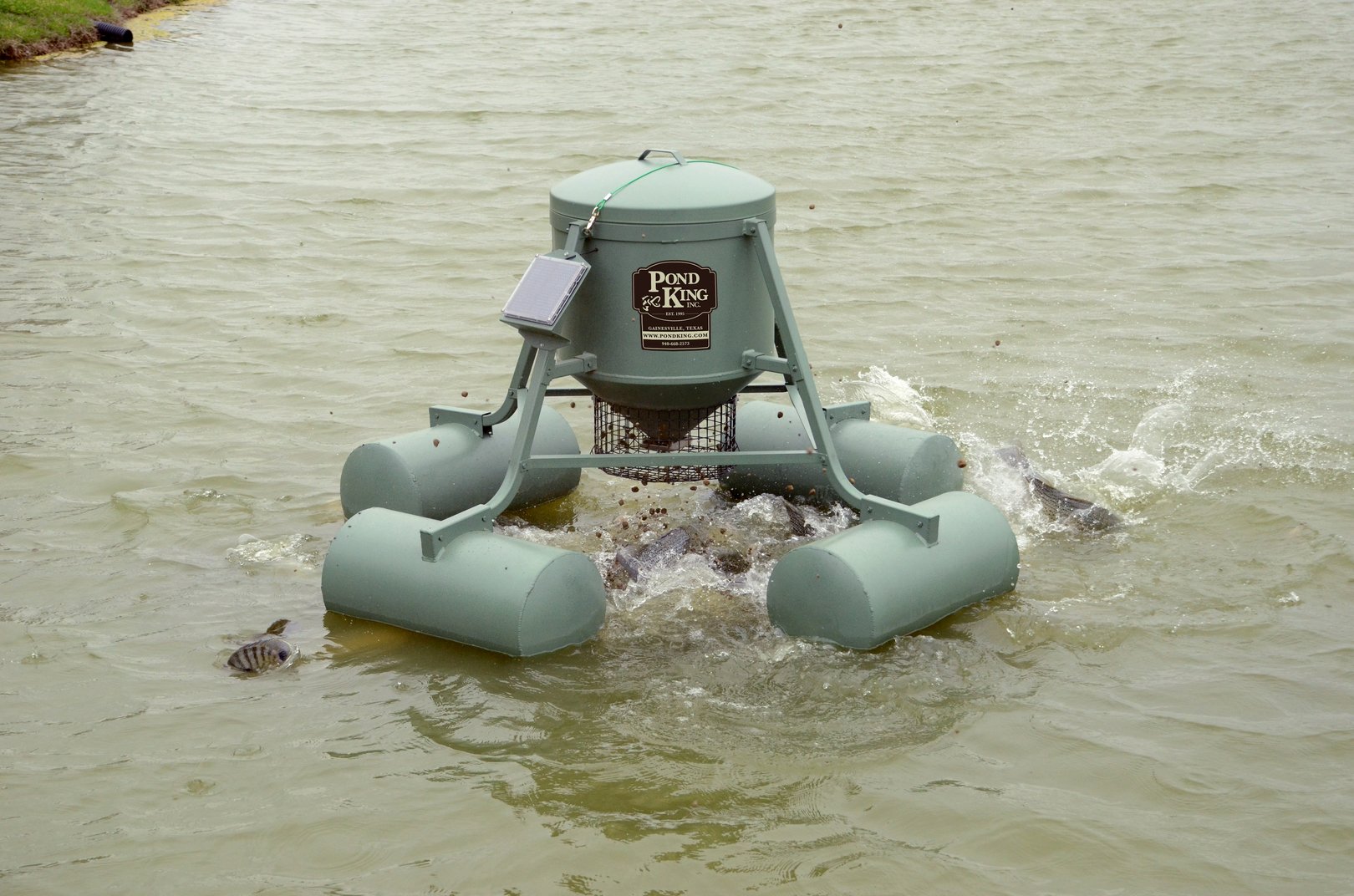 What Do Bluegill Eat?