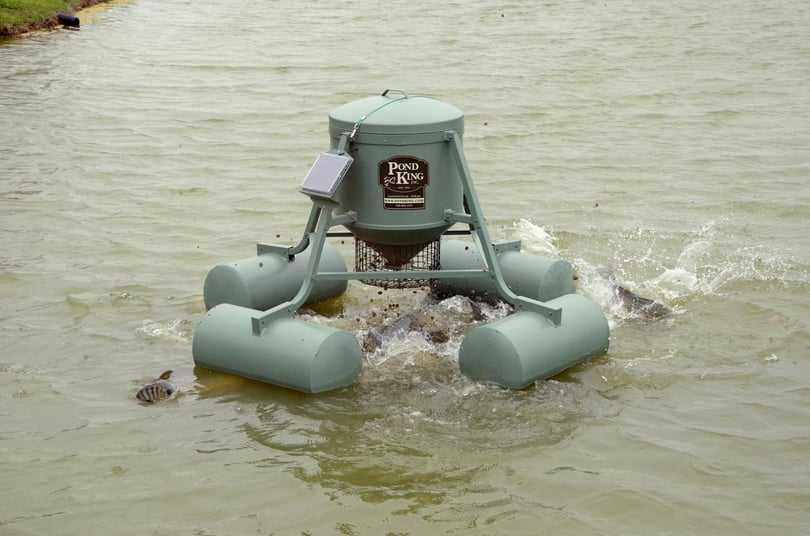 What Do Bluegill Eat?