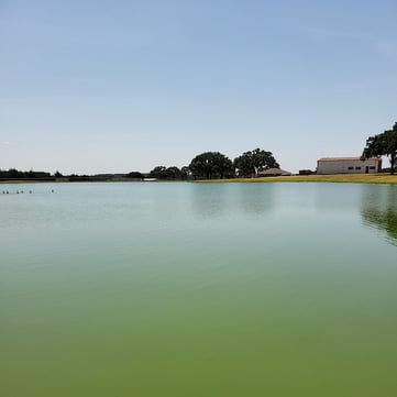 fertilized pond