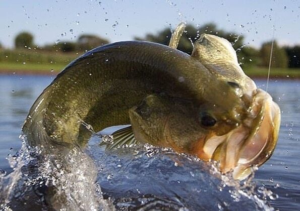 Largemouth Bass Striking a Lure