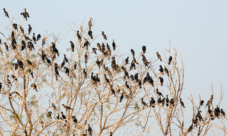 flock-of-roosting-cormorants