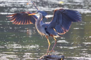 Great blue heron 