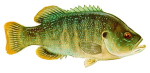 green_sunfish