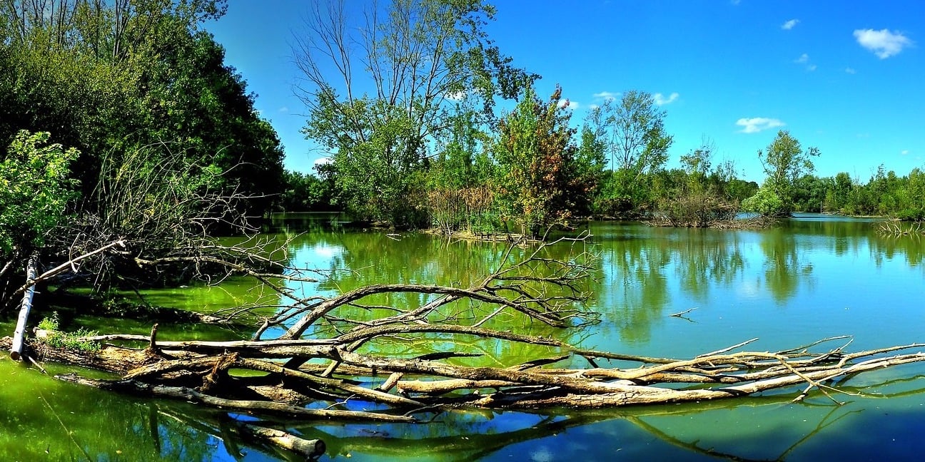 Hinge cut trees and shallow brush piles