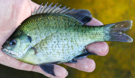 Creating A Productive Bass Fishery