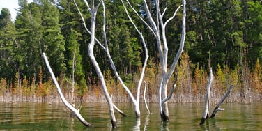 Natural habitat structure above water