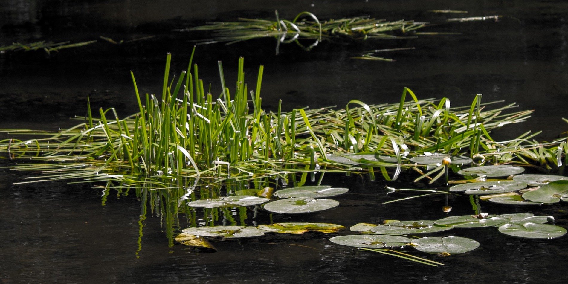 Aquatic Vegetation 