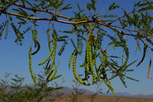 Mesquite tree leaves and bean pods