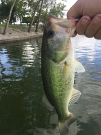 Selective harvest of bass