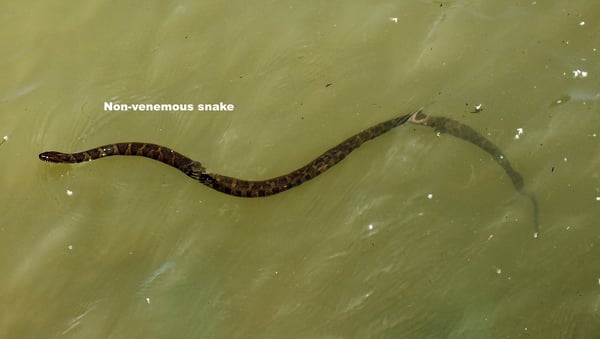 non-venemous-snake-swimming-annotated