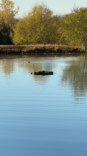 Nuisance Wildlife: Why Otters, Beavers and Muskrats are Bad for Ponds