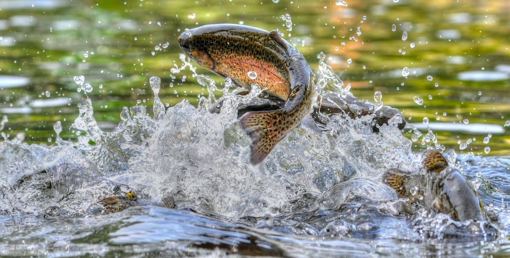 rainbow trout breaching