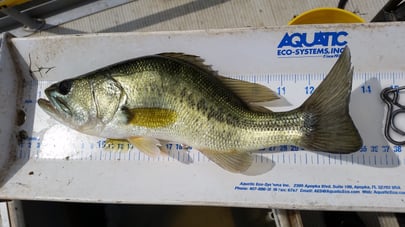 skinny bass on measuring board