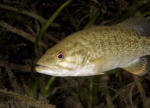 smallmouth bass