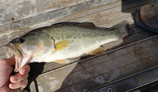 feed trained largemouth bass