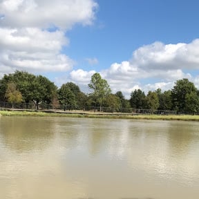 pond with turbid water