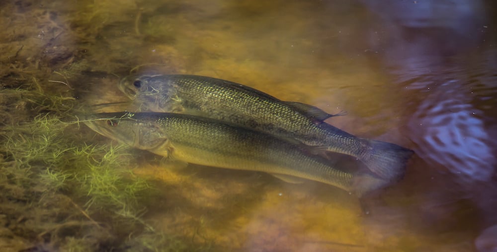 two-bass-on-spawning-bed