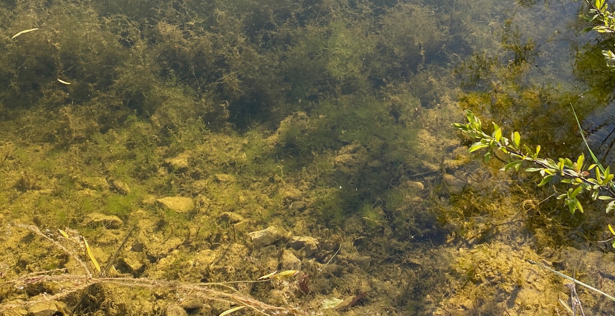 Pond Stocking 101 How to Stock a Pond