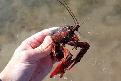 man holding a crawfish