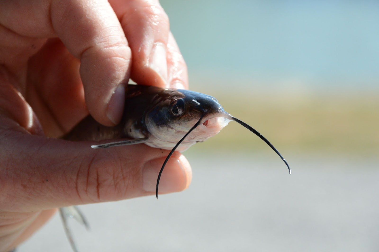 Small catfish held in hand