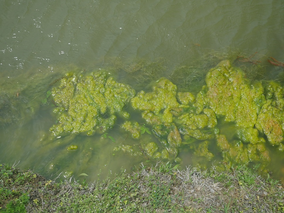 What Is Pond Muck And How To Control It 