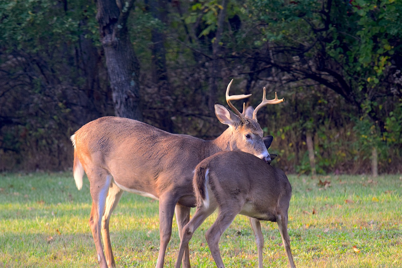 White-tailed deer buck and doe