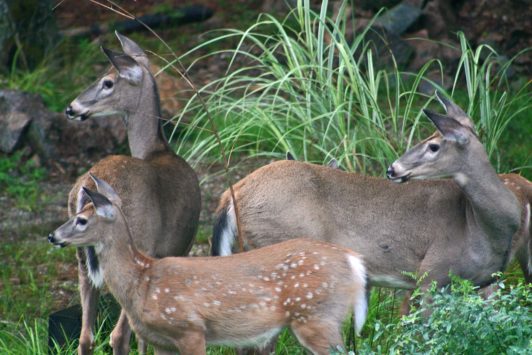 White tailed doe with fawn