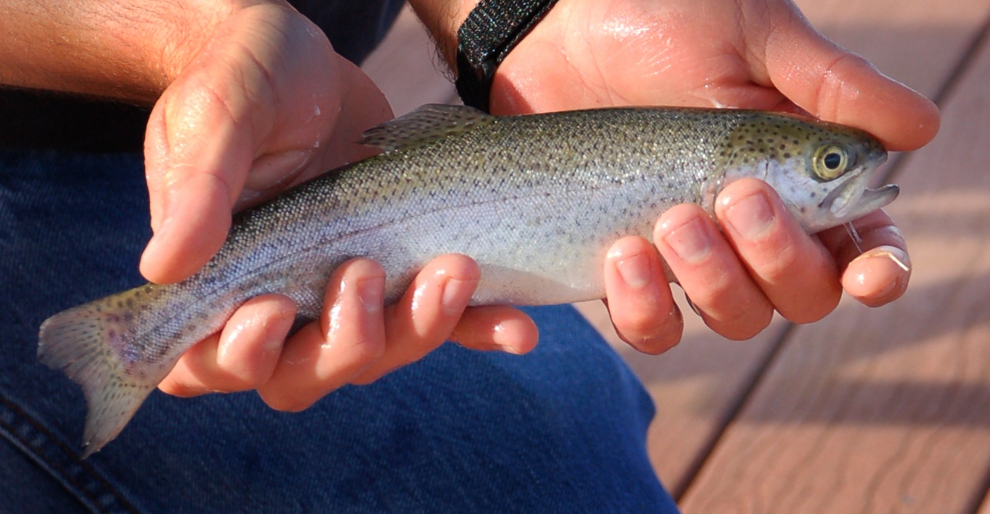 Hands holding rainbow trout