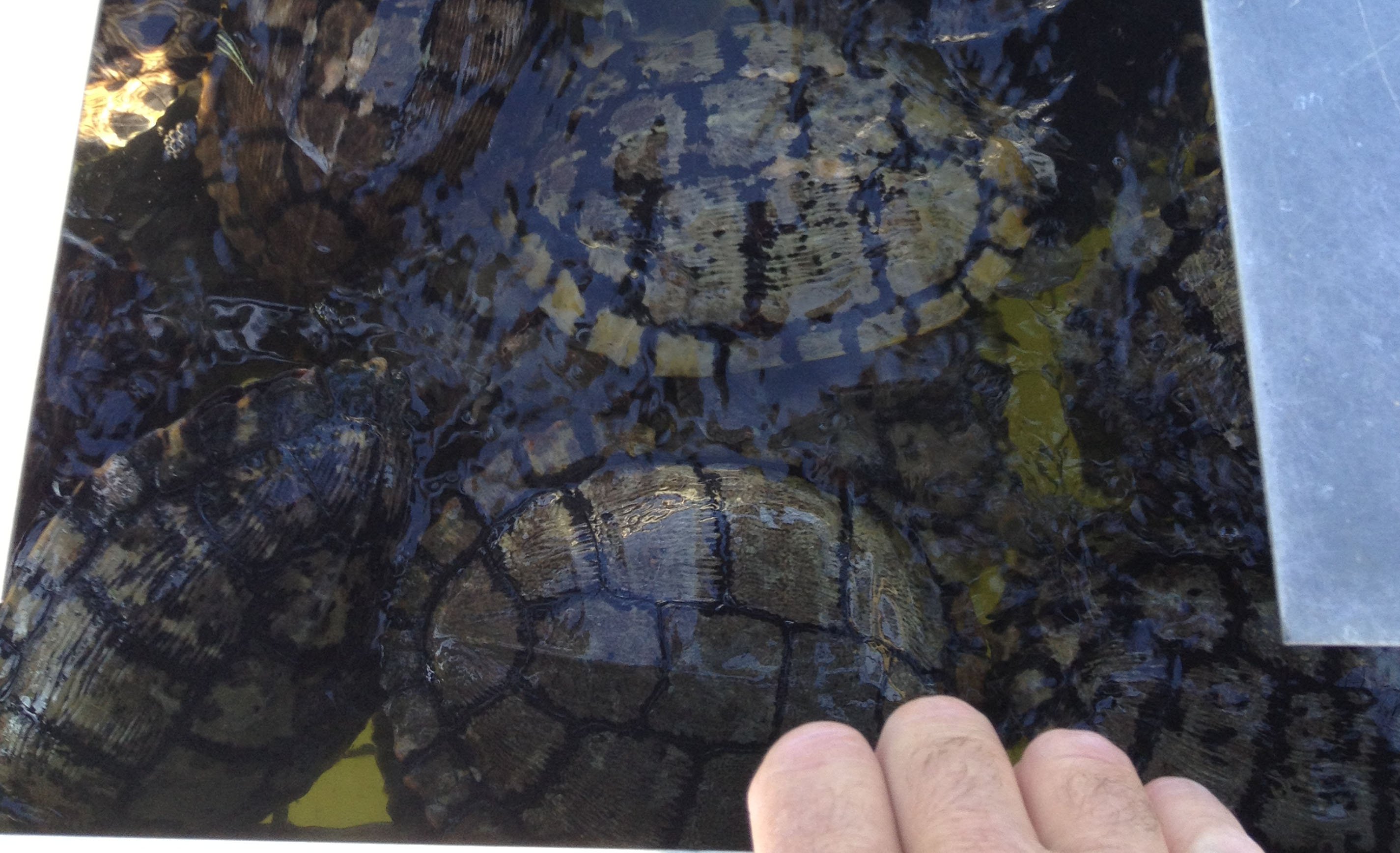 How to control turtles in your pond