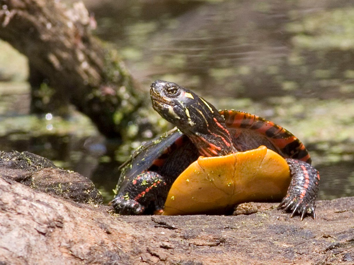Painted-turtle