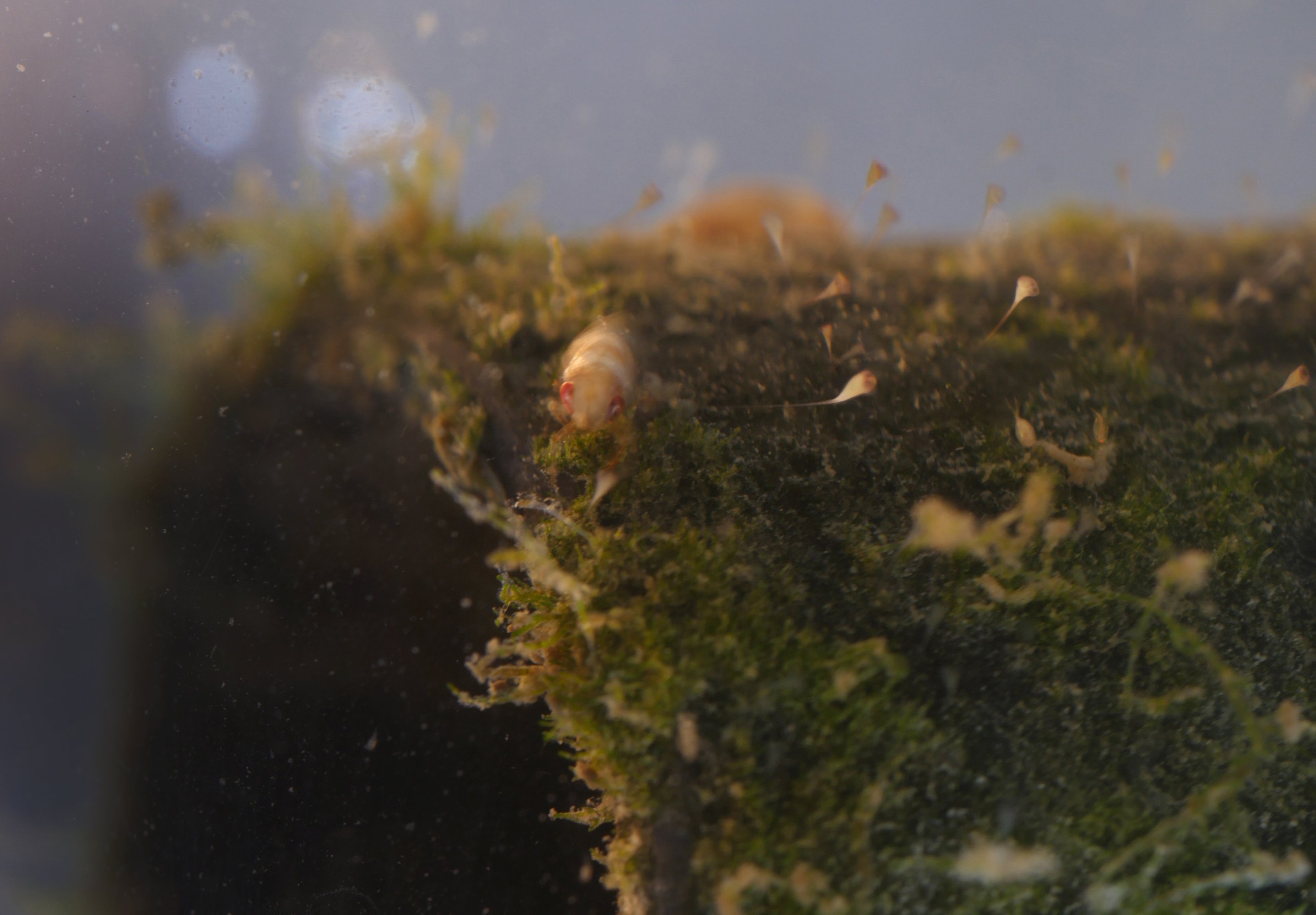 periphyton