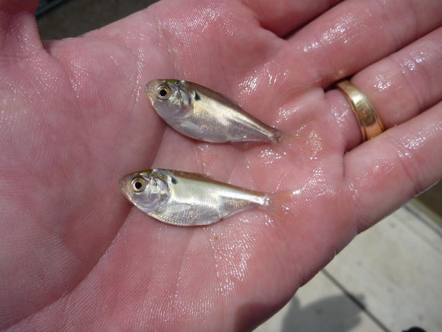 hand holding two small shad 