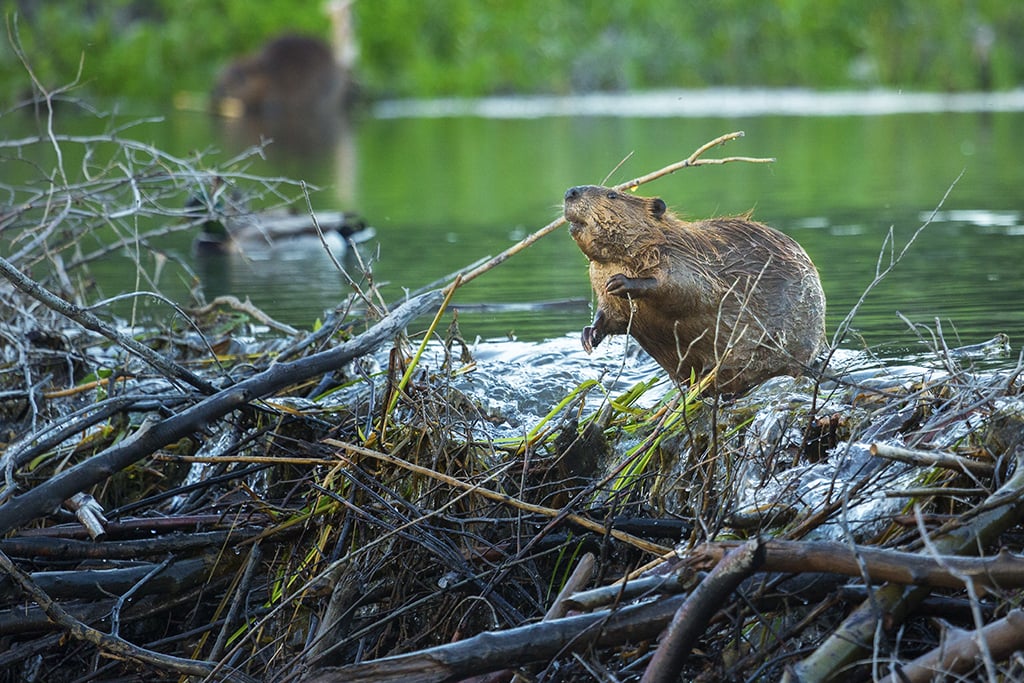 beaver on dam