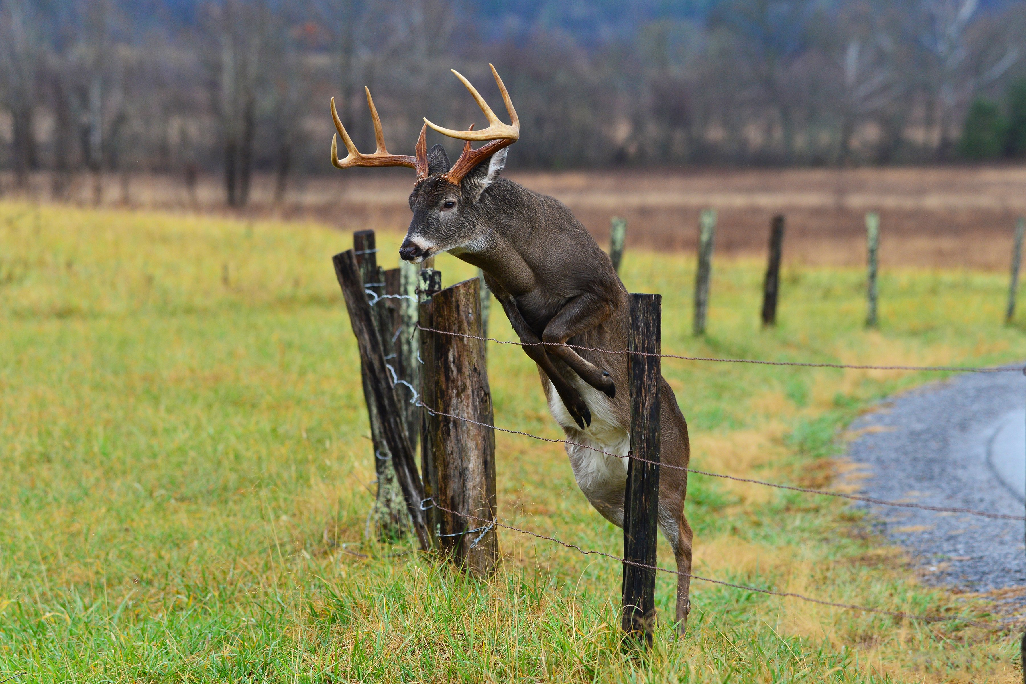 buck jumping over barbed wire fence