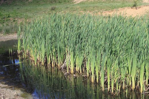 cattails in pond