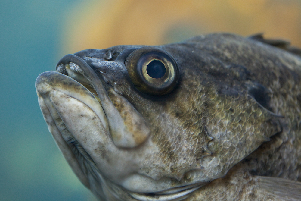 closeup of a largemouth bass