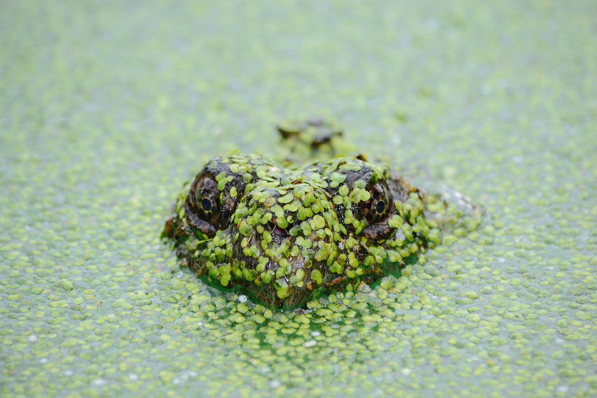 frog-covered-in-duckweed