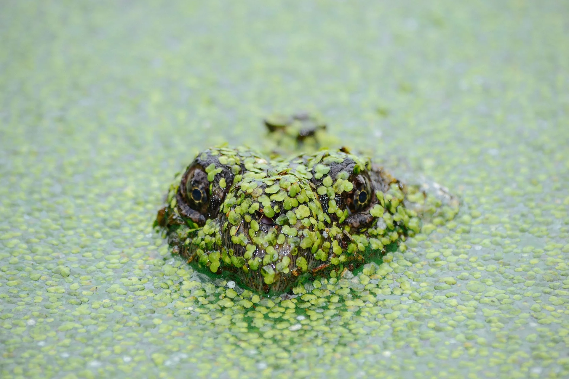Frog covered in duckweed
