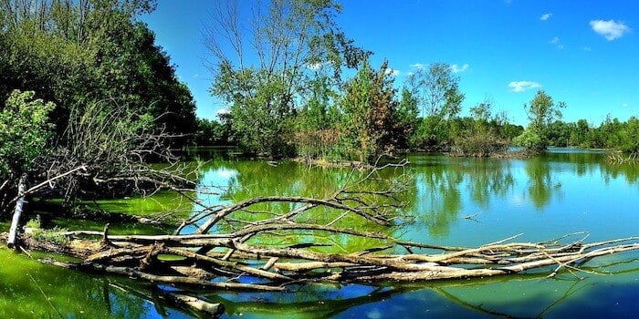 habitat in pond