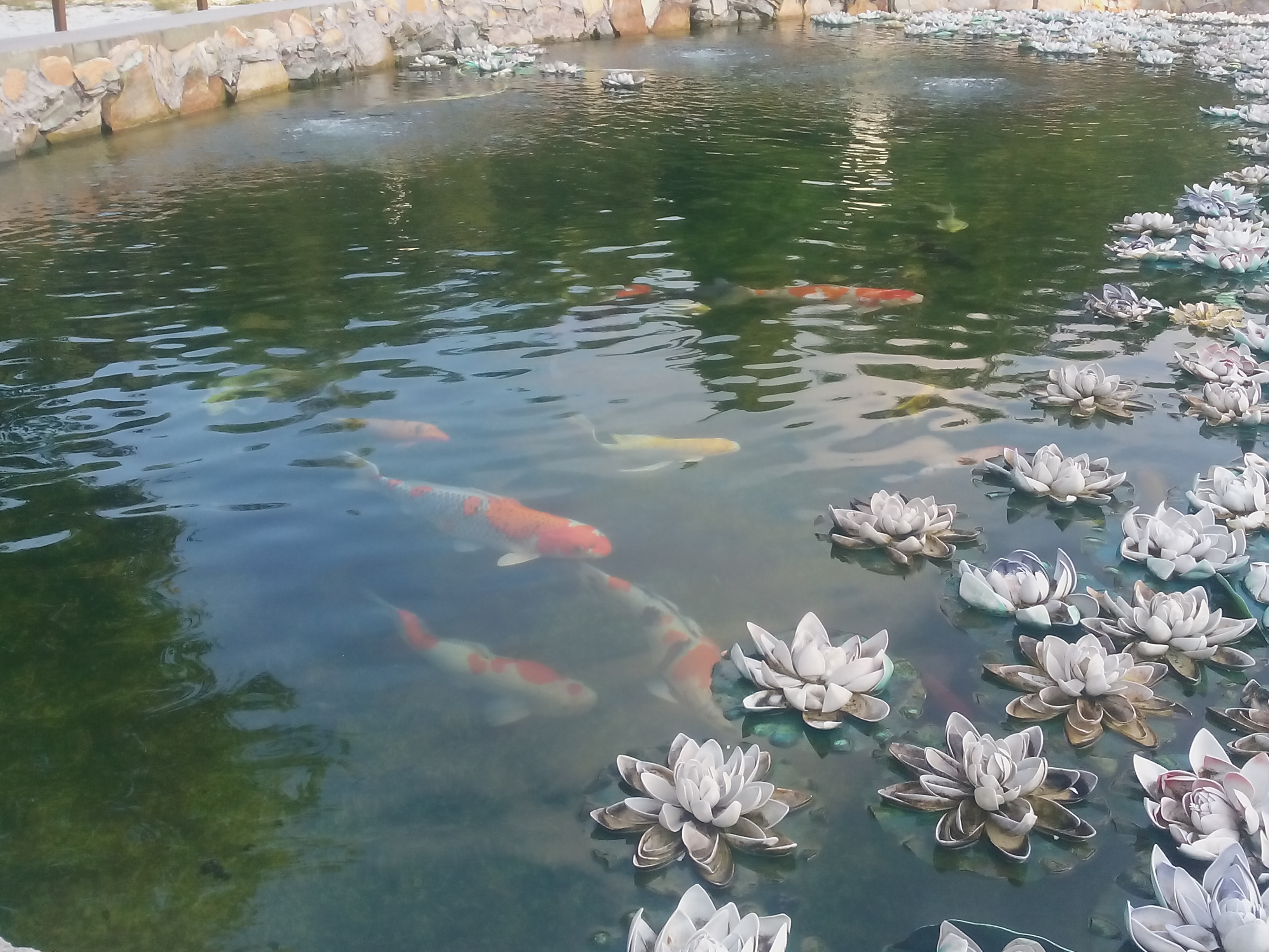 koi-fish-pond