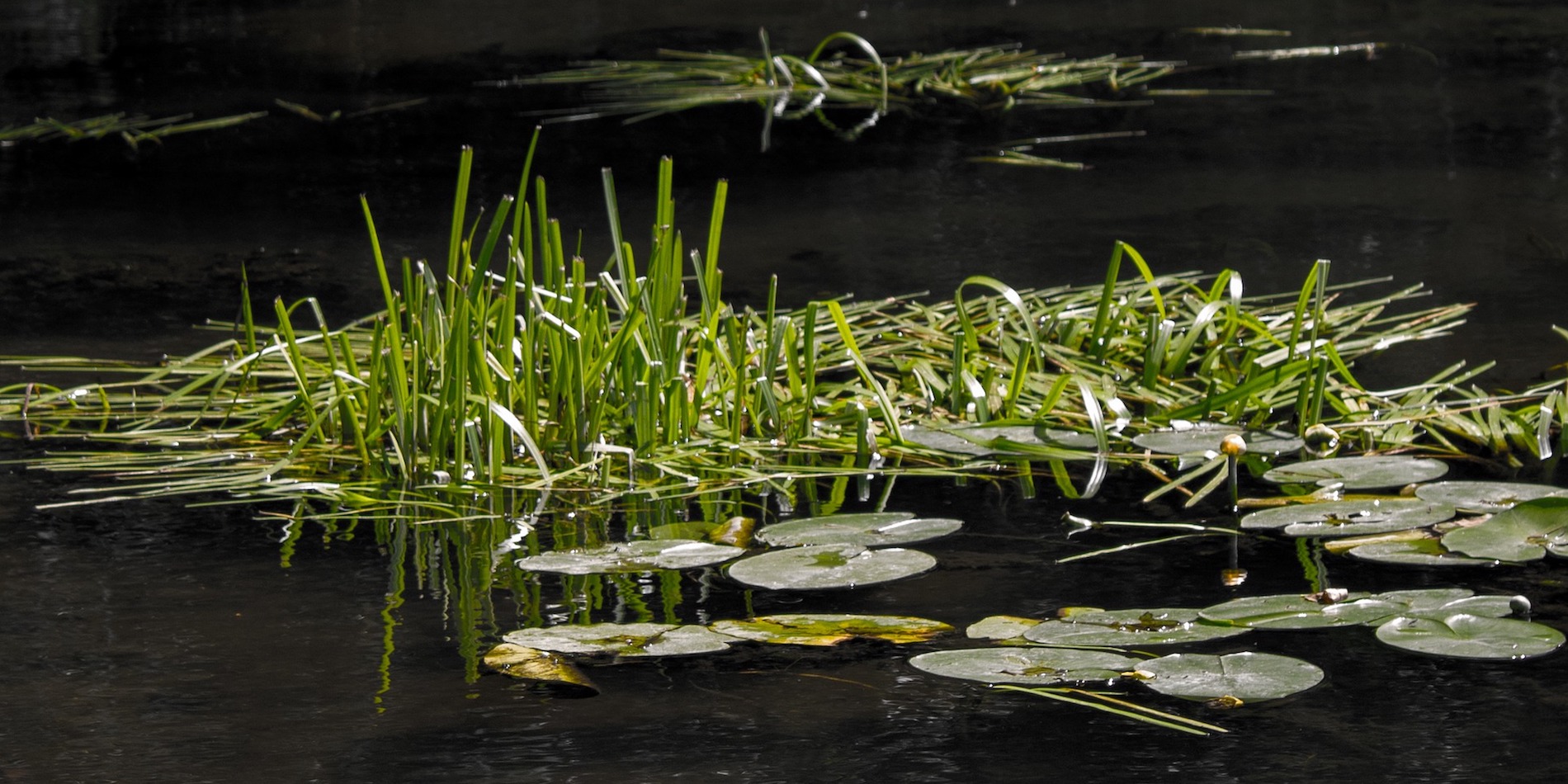 floating vegetation in a pond