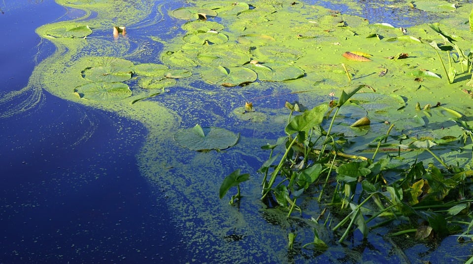 pond-algae