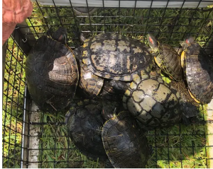 Pond Turtles in a Trap