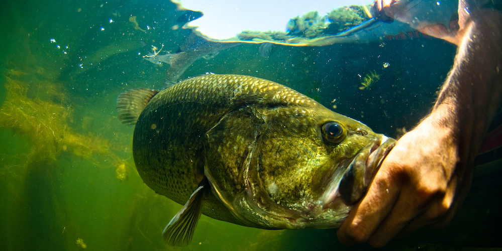 underwater release of a largmouth bass